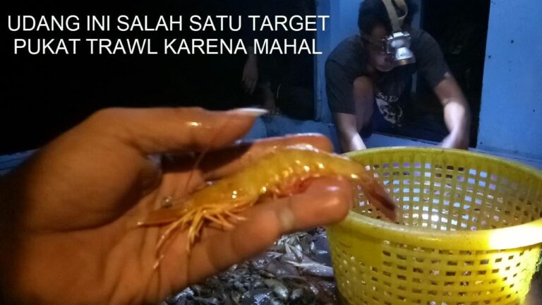 Proses dan Pengangkatan Pukat TEROL atau TRAWL.Malam Hari, Desa KUALA KARANG Kab KUBU RAYA