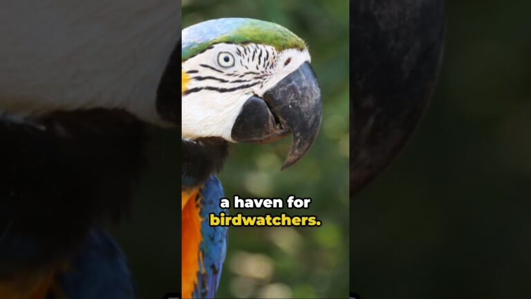 Pantanal Unveiled:  Brazil's Hidden Paradise #pantanal #birdwatching #wildlife #explorebrazil