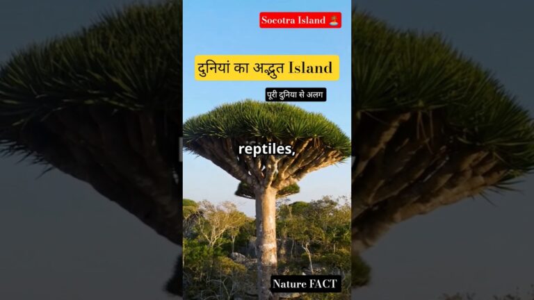 Socotra island दुनिया का सबसे अलग और अजीब island #sciencefacts #socotraisland #island #naturesounds