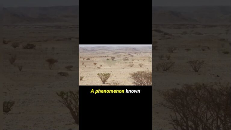 Experience tranquility in the vast desert of Oman shorts