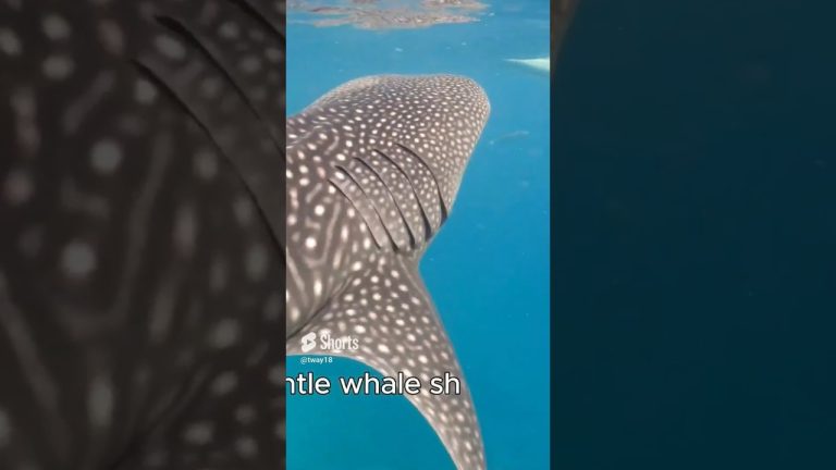 TRAVEL TO CEBU PHILIPPINES  #travel #cebu  #asia   #philippinestravel  #philippines  #wanderlust